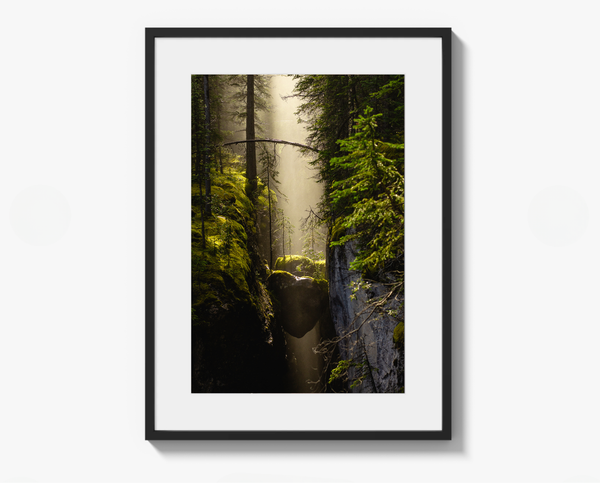 Framed photograph of a forest scene with a bear in the center.