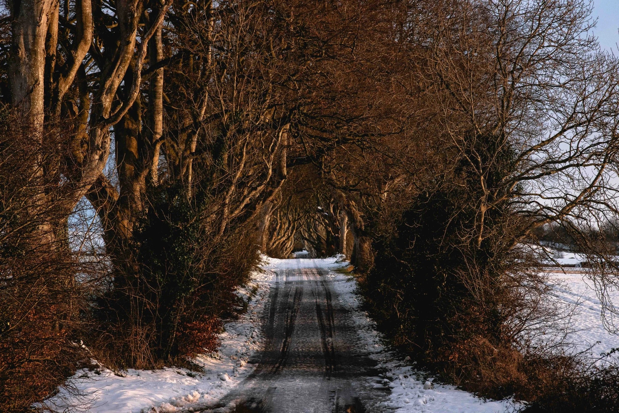Dark Hedges